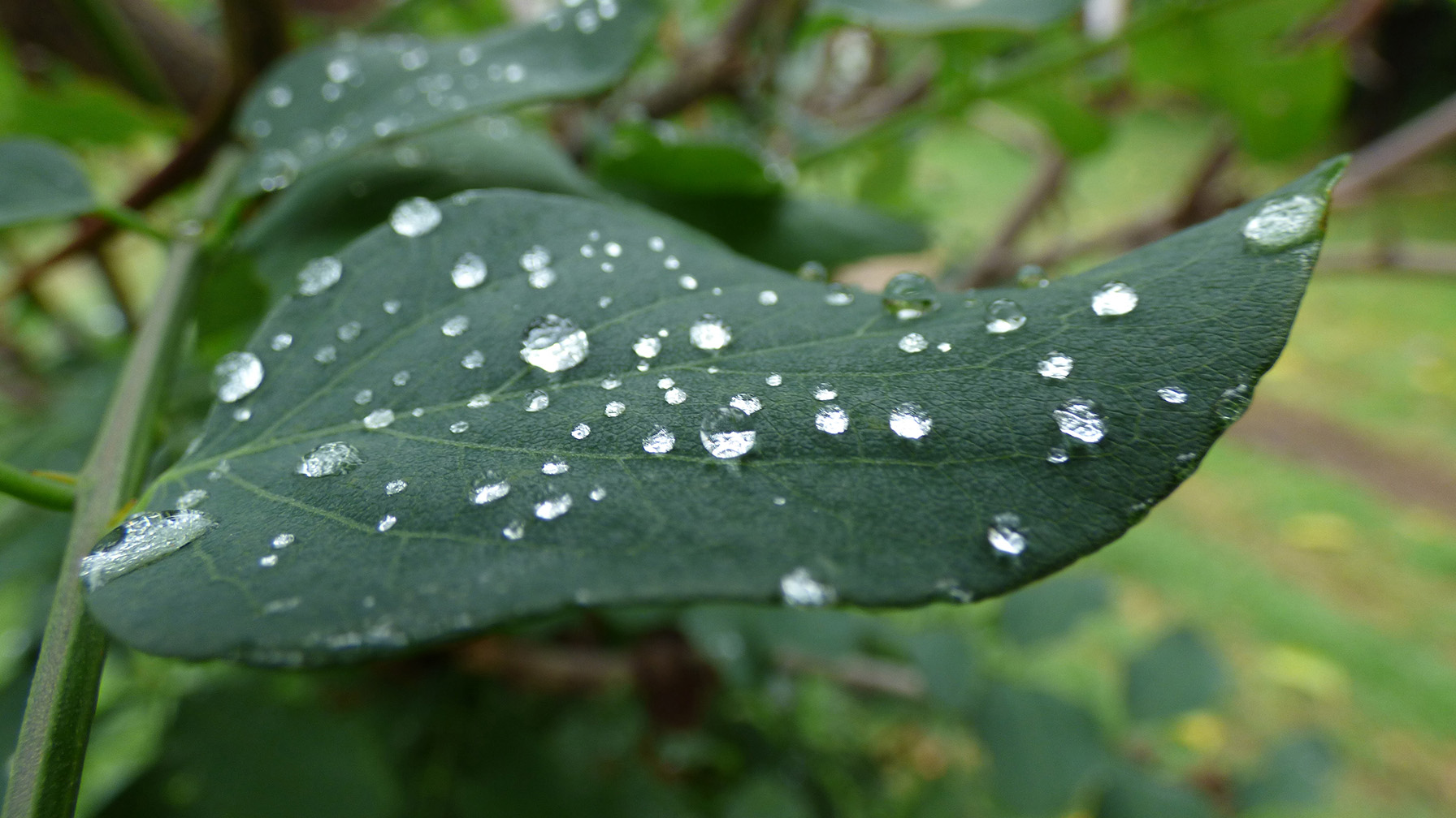 Macro de gotas sobre una hoja